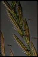 Image of <i>Festuca perennis</i>