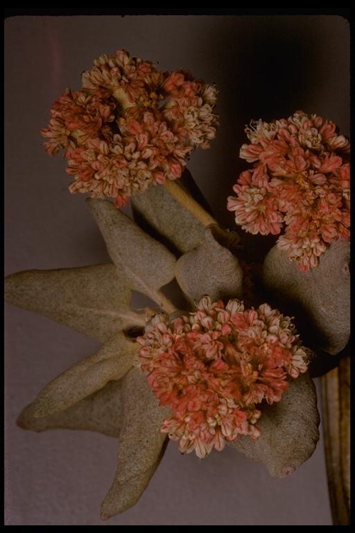 Image of seaside buckwheat