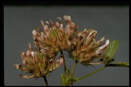 Image of clammy clover