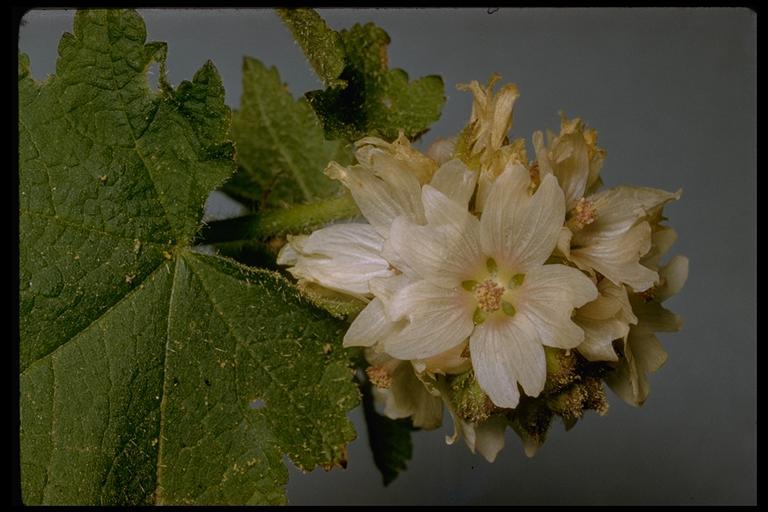 Sivun Sidalcea malachroides (Hook. & Arn.) Gray kuva