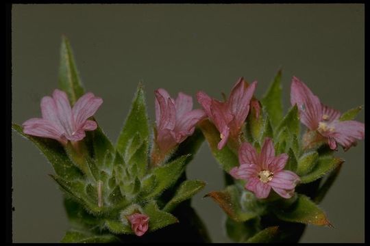 Image of <i>Epilobium densiflorum</i>