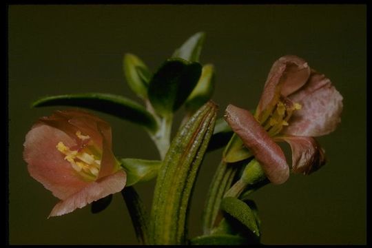 Image of Davy's clarkia