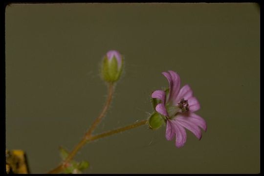 Imagem de Geranium molle L.