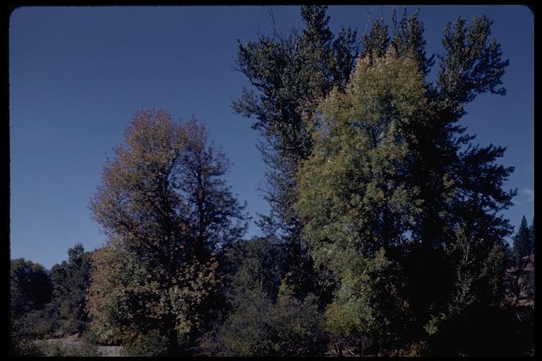 Слика од Fraxinus latifolia Benth.