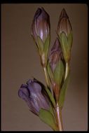 Image of King's Scepter Gentian