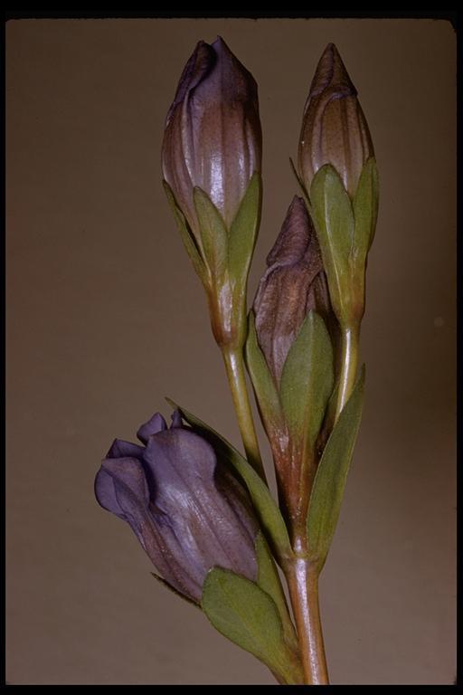 Image of King's Scepter Gentian