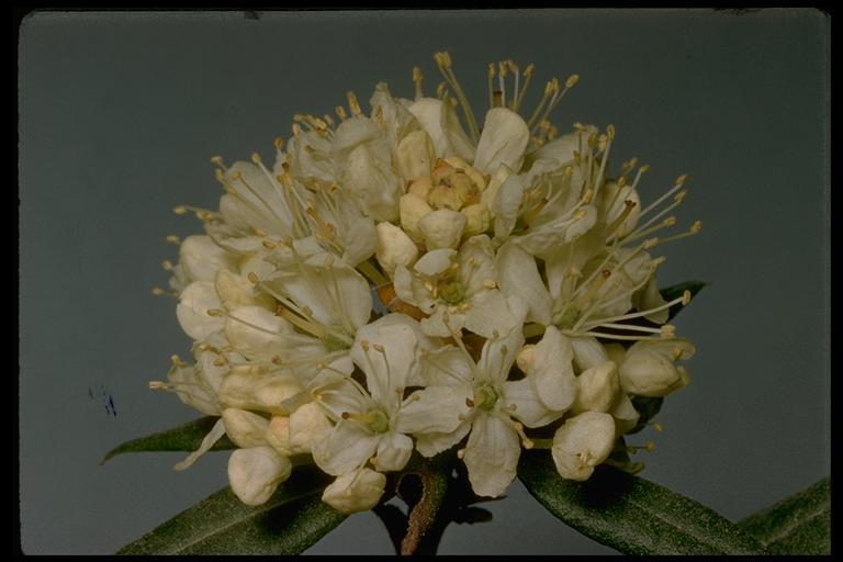 Image of Western Labrador-Tea