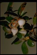 Image of glossyleaf manzanita