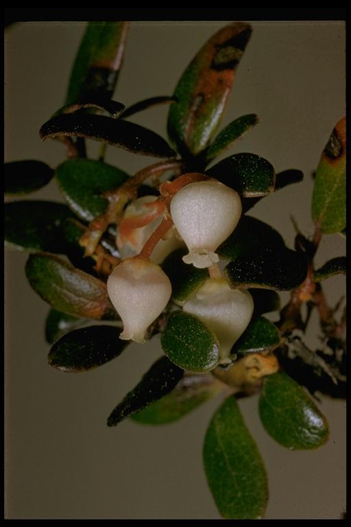 Image of glossyleaf manzanita