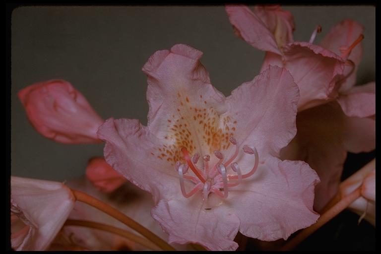 Imagem de Rhododendron macrophyllum D. Don ex G. Don