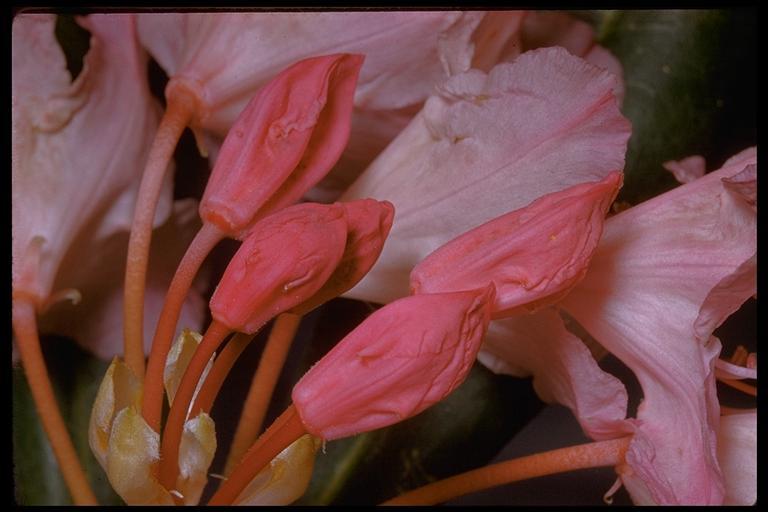 Image of Pacific rhododendron