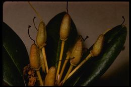 Image of Pacific rhododendron