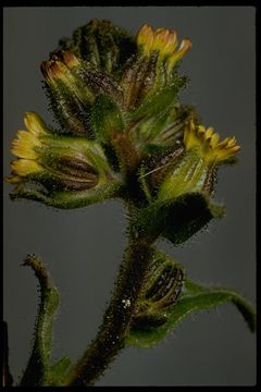 Image of coast tarweed