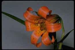 Lilium maritimum Kellogg resmi