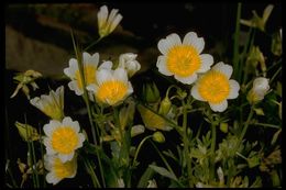 Imagem de Limnanthes douglasii R. Br.