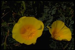 Imagem de Eschscholzia californica Cham.