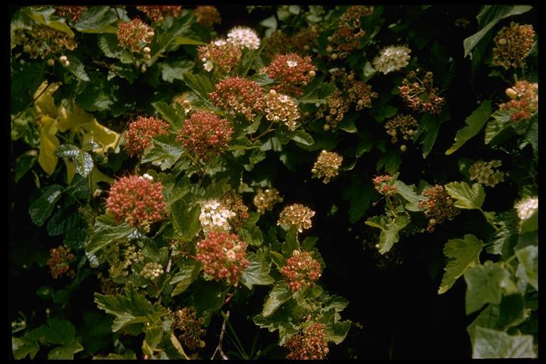 Слика од Physocarpus capitatus (Pursh) Kuntze