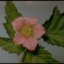 Rubus spectabilis Pursh的圖片