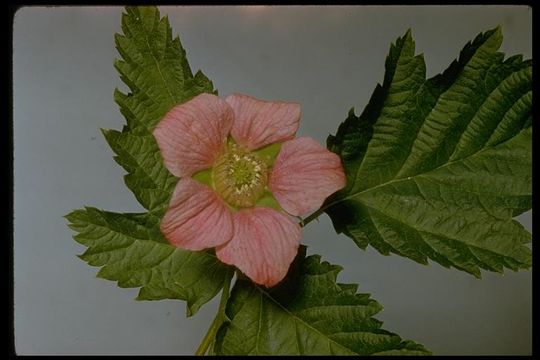 Image of salmonberry