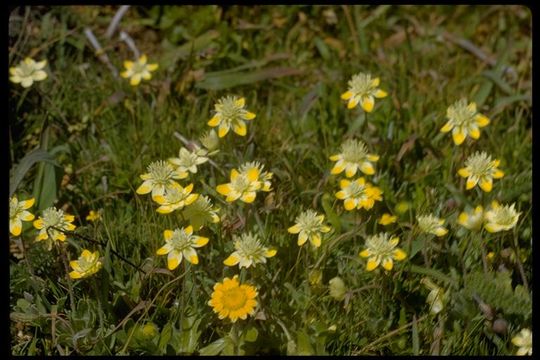 Image of Platystemon californicus Benth.