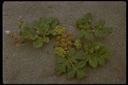 Image of <i>Glehnia littoralis</i> ssp. <i>leiocarpa</i>