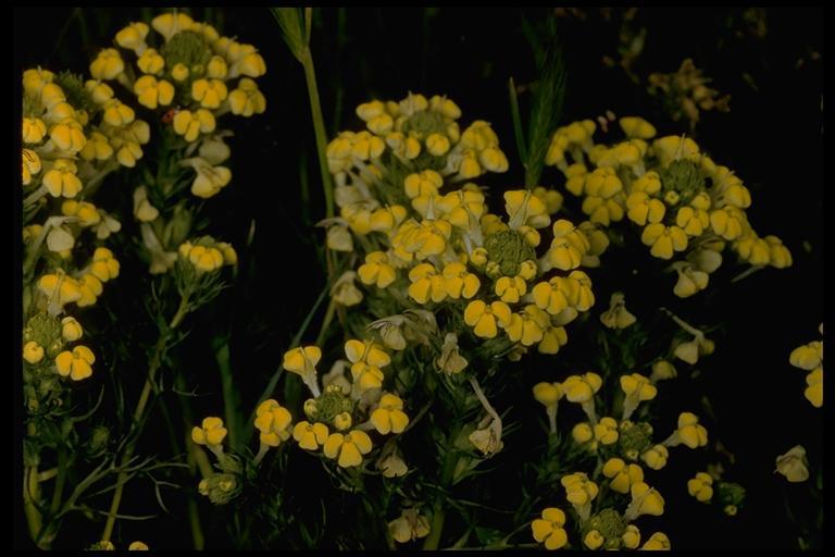 Image of Triphysaria versicolor subsp. faucibarbata (A. Gray) T. I. Chuang & L. R. Heckard