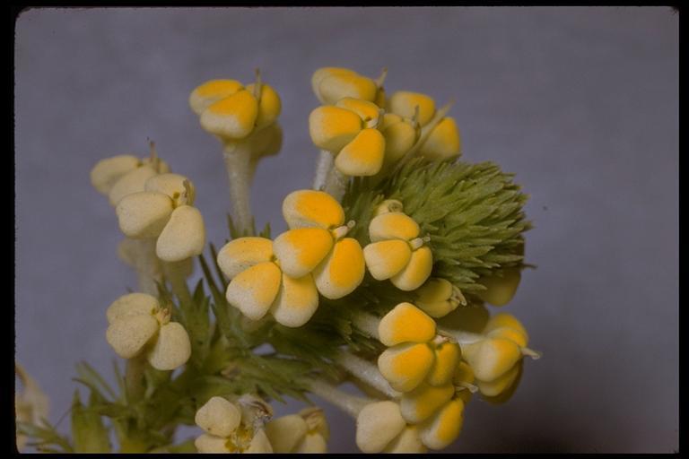 Image of Triphysaria versicolor subsp. faucibarbata (A. Gray) T. I. Chuang & L. R. Heckard