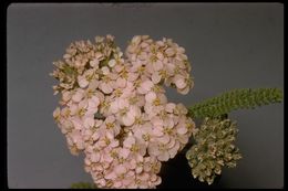 Image of yarrow, milfoil