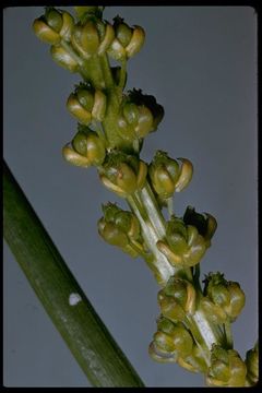 Image of Sea Arrowgrass