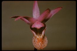 Imagem de Calypso bulbosa (L.) Oakes