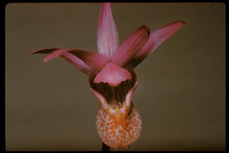 Image of Calypso orchid