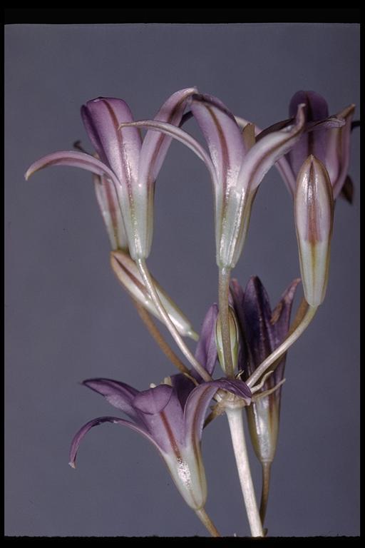 Imagem de Brodiaea elegans Hoover