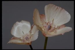 Image de Calochortus umbellatus Alph. Wood