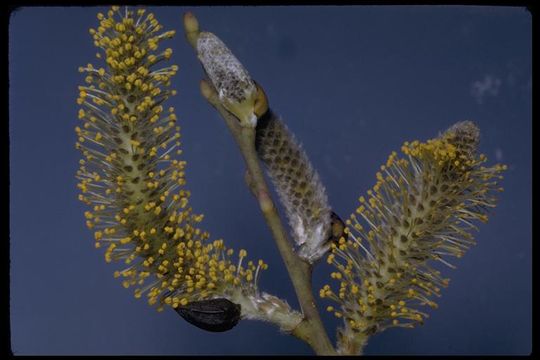 Salix lasiolepis Benth. resmi