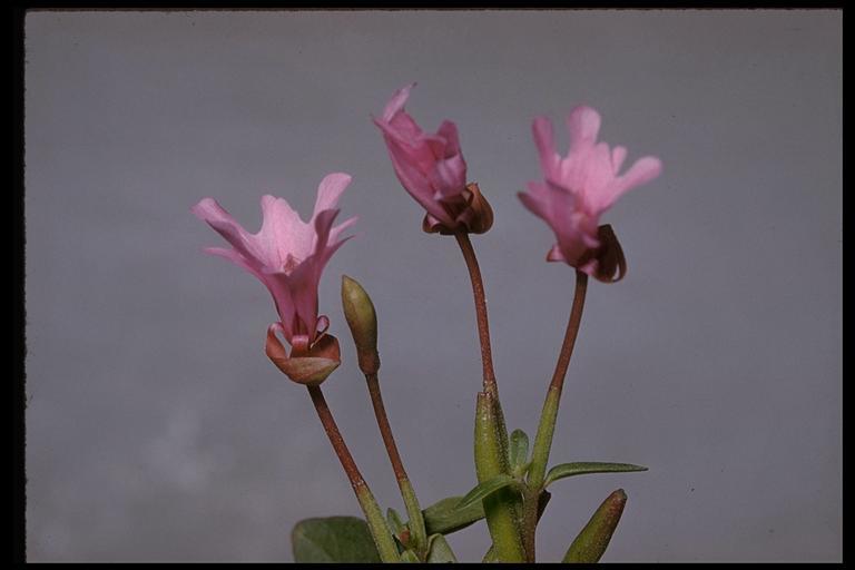 Plancia ëd Clarkia concinna (Fisch. & Mey.) Greene