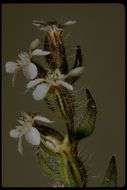 Image of common catchfly