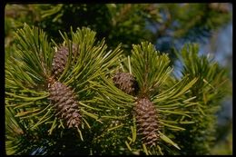 Imagem de Pinus contorta var. murrayana (Balf.) Engelm.