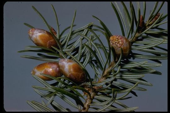 Image of bigcone Douglas-fir