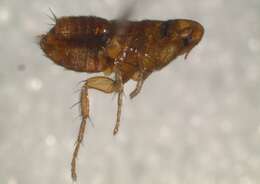 Image of scaled fleas