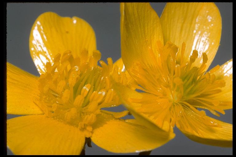 Image of straightbeak buttercup