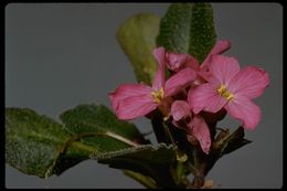 Image of rose rockcress