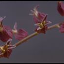 Image of Mt. Tamalpais jewelflower