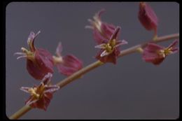 Слика од Streptanthus glandulosus subsp. pulchellus (Greene) Kruckeb.