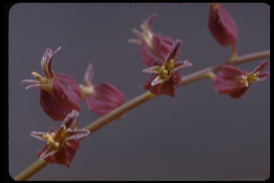 Image of Mt. Tamalpais jewelflower