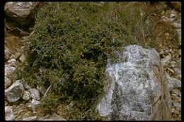 Image of Jepson ceanothus