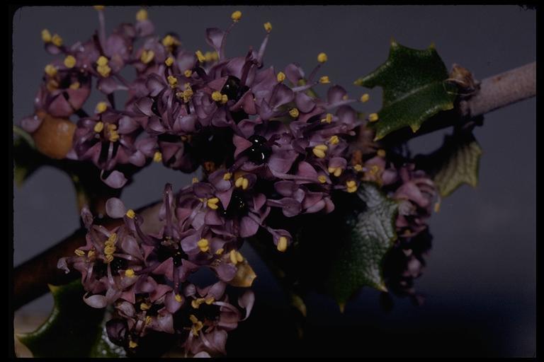 Image of Jepson ceanothus