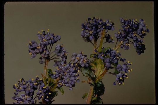 Image of wavyleaf ceanothus