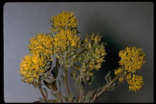 Image of Mt. Lassen draba