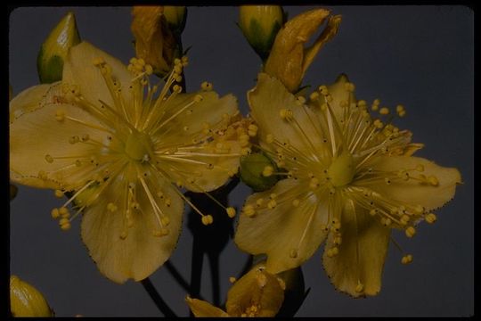 Image of Scouler's St. John's-Wort