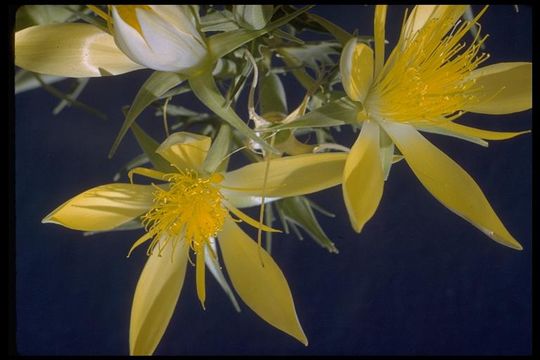 Image of giant blazing star